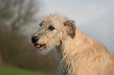 IRISH WOLFHOUND 363